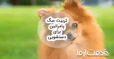 تربیت سگ پامرانین برای دستشویی