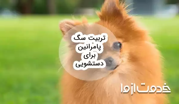 تربیت سگ پامرانین برای دستشویی