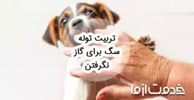نحوه تربیت توله سگ برای گاز نگرفتن