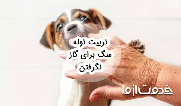 نحوه تربیت توله سگ برای گاز نگرفتن