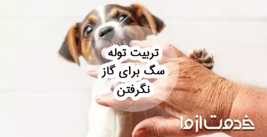 نحوه تربیت توله سگ برای گاز نگرفتن