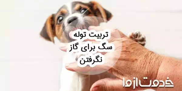 نحوه تربیت توله سگ برای گاز نگرفتن
