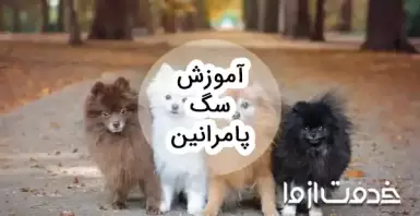 آموزش سگ پامرانین