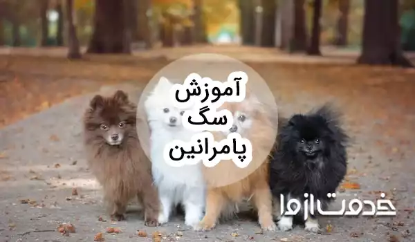 آموزش سگ پامرانین