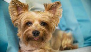 نگهداری حیوانات