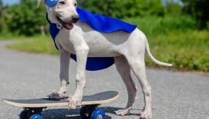 آموزش حیوانات