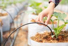 آبیاری قطره‌ ای