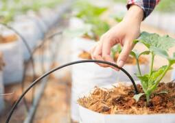 آبیاری قطره‌ ای