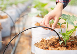 آبیاری قطره‌ ای