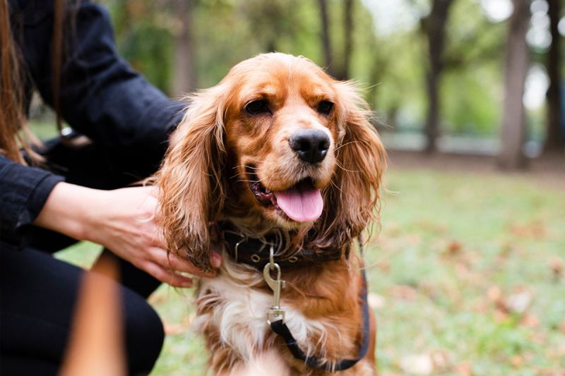 desktop head section image