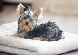 آرایش حیوانات خانگی