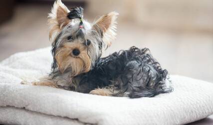 آرایش حیوانات خانگی