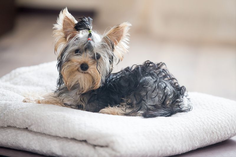 desktop head section image