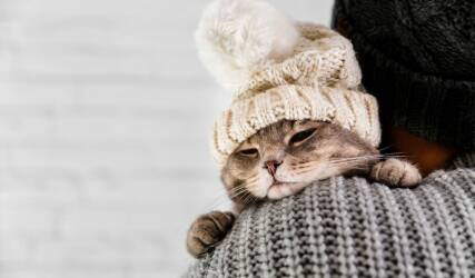 نگهداری حیوانات خانگی