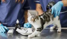 معاینه و درمان حیوانات