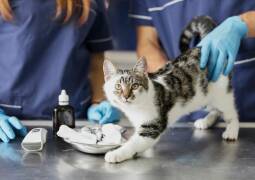 معاینه و درمان حیوانات