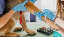 واکسن حیوانات