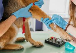 واکسن حیوانات