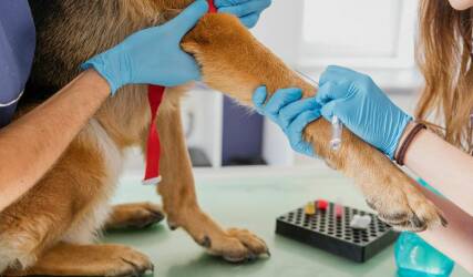 واکسن حیوانات