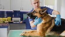 عقیم سازی حیوانات