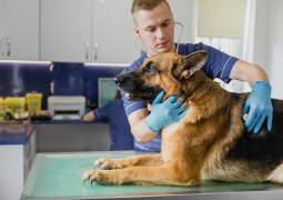 عقیم سازی حیوانات