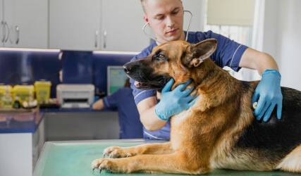 عقیم سازی حیوانات