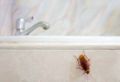 سمپاشی ساس و سوسک