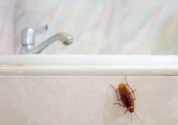 سمپاشی ساس و سوسک