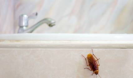 سمپاشی ساس و سوسک