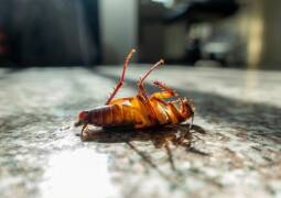 سمپاشی رستوران