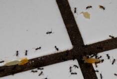 سمپاشی شرکت