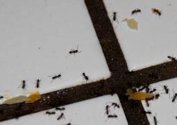 سمپاشی شرکت