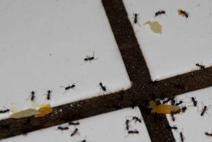 سمپاشی شرکت