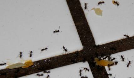 سمپاشی شرکت