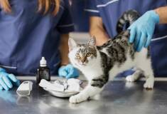 آزمایشگاه حیوانات خانگی