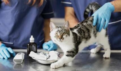 آزمایشگاه حیوانات خانگی