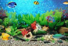 سرویس و نگهداری آکواریوم