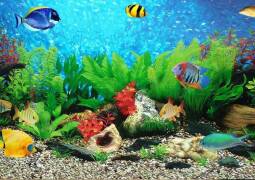 سرویس و نگهداری آکواریوم