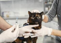 جراحی حیوانات