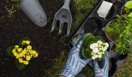 نگهداری باغچه