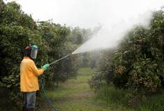 سمپاشی درختان