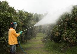 سمپاشی درختان