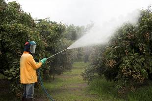 سمپاشی درختان