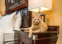 هتل حیوانات