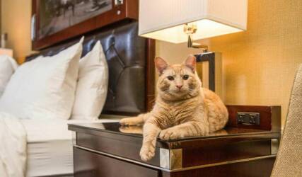 هتل حیوانات