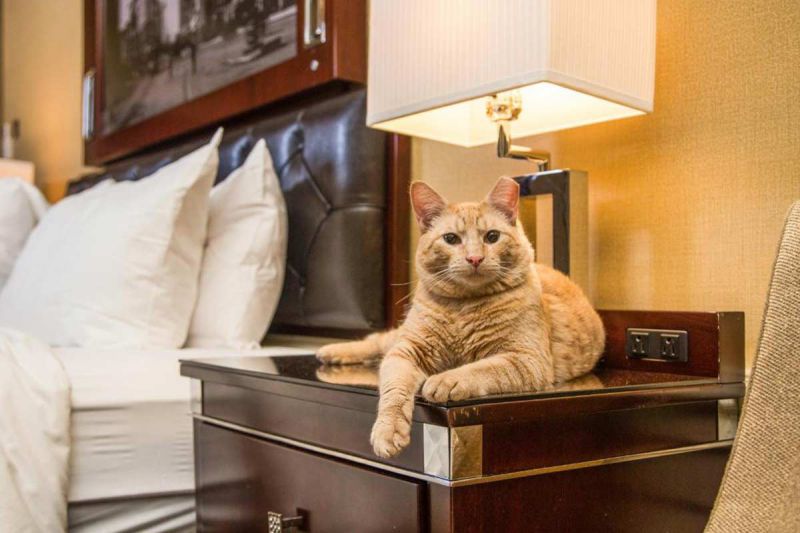 desktop head section image