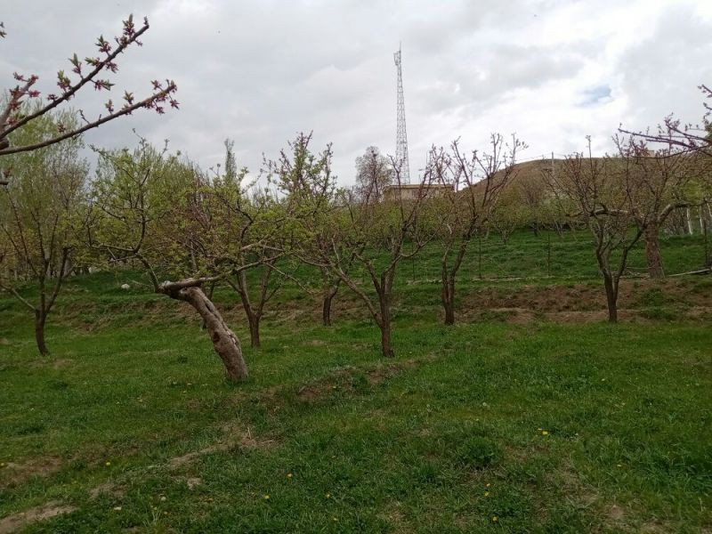 امین تاپدوقی