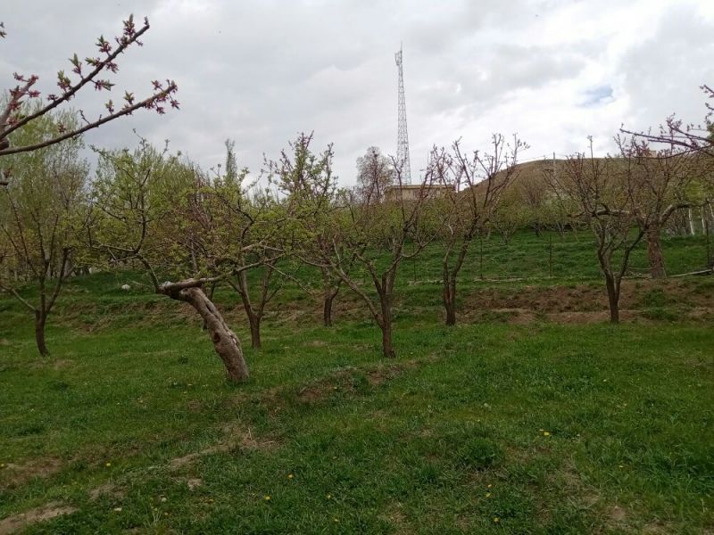 امین تاپدوقی