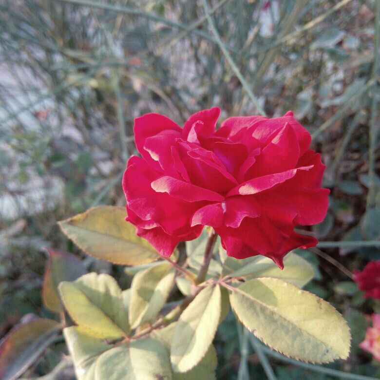 لیلا لنجابی شراهی