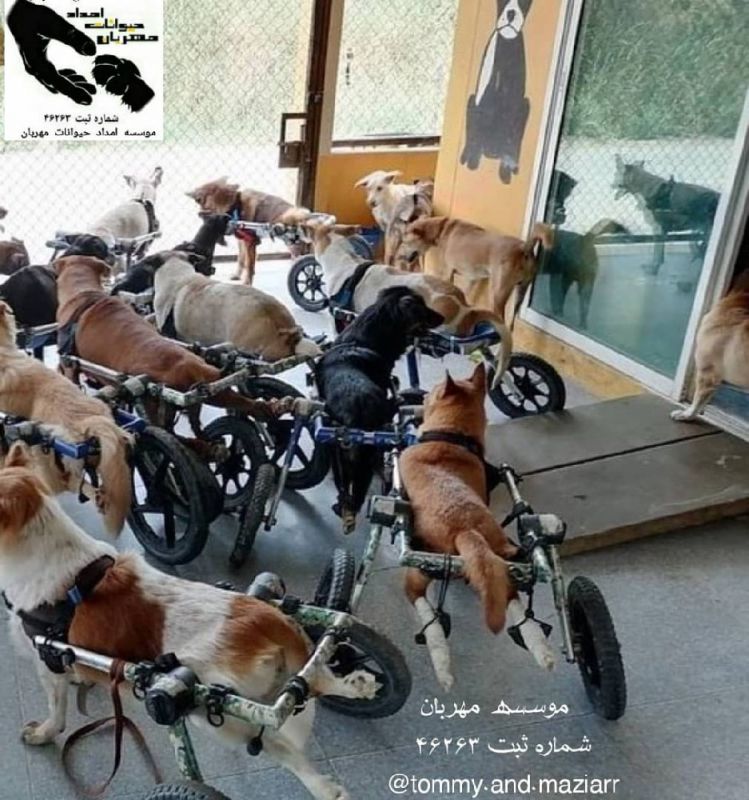 موسسه امداد حیوانات مهربان